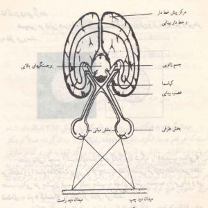 عصب-بینایی-300x300 عصب-بینایی-300x300 دستگاه بینایی دستگاه بینایی دستگاه بینایی 300x300