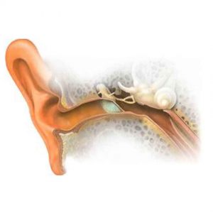 چگونگی-دریافت-تحریک-توسط-سلول-های-مژه-دار-300x300 چگونگی-دریافت-تحریک-توسط-سلول-های-مژه-دار-300x300 چگونگی دریافت تحریک توسط سلول های مژه دار چگونگی دریافت تحریک توسط سلول های مژه دار چگونگی دریافت تحریک توسط سلول های مژه دار 300x300