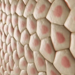 بافت-شناسی-گیرنده-های-مکانیکی-300x300 بافت-شناسی-گیرنده-های-مکانیکی-300x300 بافت شناسی گیرنده های مکانیکی بافت شناسی گیرنده های مکانیکی بافت شناسی گیرنده های مکانیکی 300x300