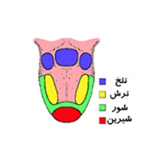 ادراک-اصلی-چشایی-300x300 ادراک-اصلی-چشایی-300x300 ادراک اصلی چشایی ادراک اصلی چشایی ادراک اصلی چشایی 300x300