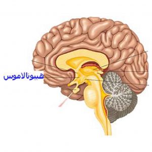 عوامل-روانی-موثر-در-تنظیم-مصرف-غذا-و-مرکز-تنظیم-غذا-300x300 عوامل-روانی-موثر-در-تنظیم-مصرف-غذا-و-مرکز-تنظیم-غذا-300x300 عوامل روانی موثر در تنظیم مصرف غذا و مرکز تنظیم غذا عوامل روانی موثر در تنظیم مصرف غذا و مرکز تنظیم غذا عوامل روانی موثر در تنظیم مصرف غذا و مرکز تنظیم غذا 300x300